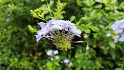 forget me not flowers