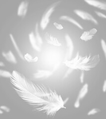 Abstract light of white feathers floating in the air. feather flying blur on gray background. 