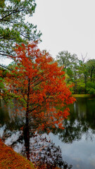 autumn colors on the lake