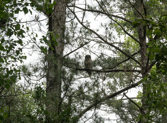 Owl in a tree