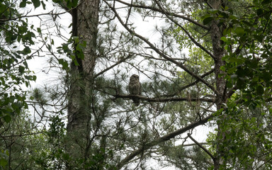 Owl in a tree
