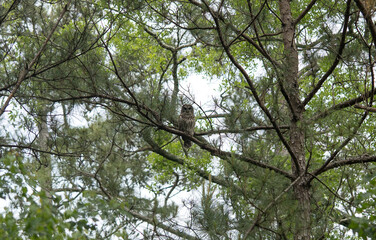 Owl in a tree