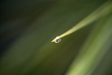 Water droplets on leaves and pine needles