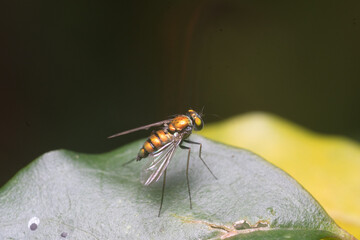 Fly on a leaf