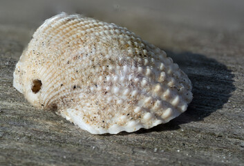 Seashell 