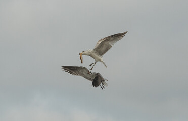 Seagulls in flight