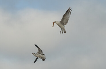 Obraz premium Seagulls in flight