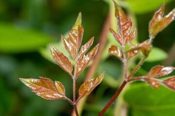 close up of a leaf