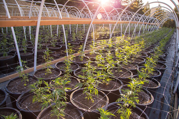 Close up of the weed and Cannabis Farm Industry