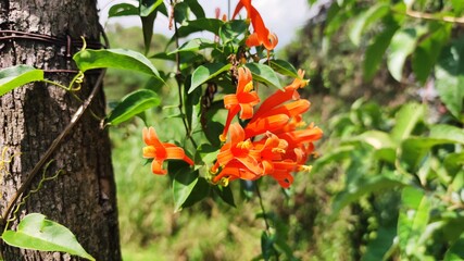 wild strawberry plant