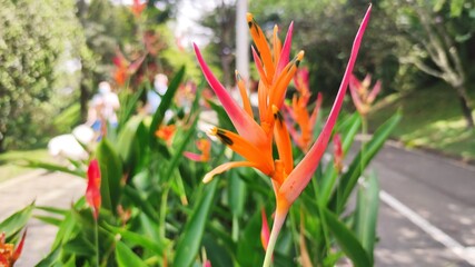 red and yellow flowers