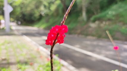 red poppy flower