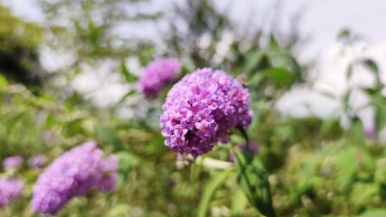 flowers in the garden
