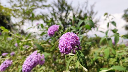 flowers in the garden