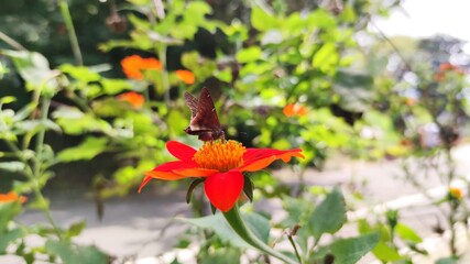butterfly on a flower