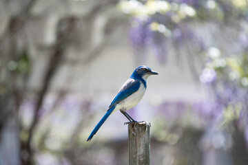 Blue Jay (Cyanocitta cristata) sitting on a pole on blurred purple and yellow background