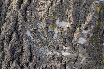 Poplar bark close-up. The texture of the tree.