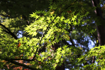紅葉 モミジ もみじ 青もみじ 涼しげ グリーン 和風 鮮やか