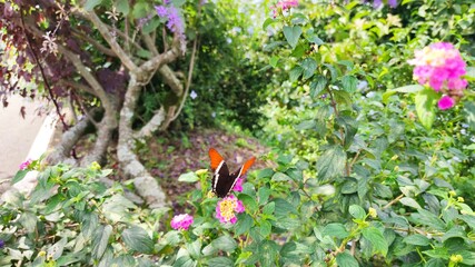 butterfly on the flowers