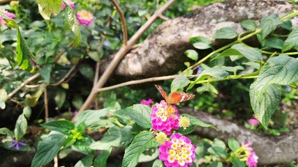 butterfly in the garden