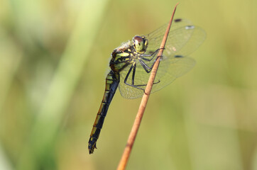 Schwarze Heidelibelle - Black Darter