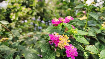 flowers in the garden