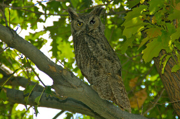 owl on tree