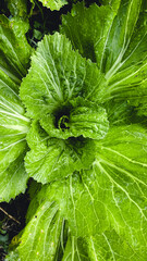 Vegetable garden in the countryside In the evening