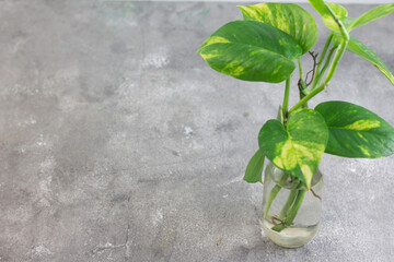 Tanaman Sirih Gading or Devil's ivy plant or epipremnum aurum grow in a bottle with water. Marble...