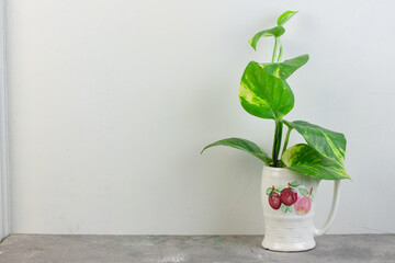 Tanaman Sirih Gading or Devil's ivy plant or epipremnum aurum grow in a bottle with water. Marble pattern with green, yellow gradation color. Isolated background. Copy Space for text.