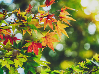 色づき始めるモミジ