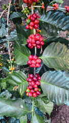Agriculture is collecting coffee in the garden.