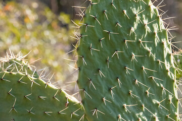 Cactus in California