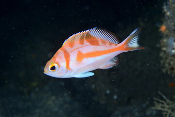 Fototapeta premium アカイサキの幼魚
