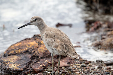 Coastal Birds in Morro Bay California, Wildlife of Central Coast