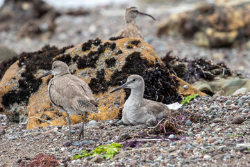 Seabirds in California, Morro Bay California
