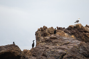 Central Coast of California Wildlife at Beach, Ocean Birds on Rock