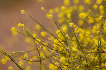 Central Coast of California Mustard Plant, Yellow Mustard Plant on West Coast