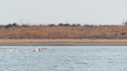 Wild swan take off over lake