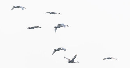 A flock of swans in flight on white background