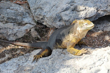 Land Iguana in the Galapagos Islands.