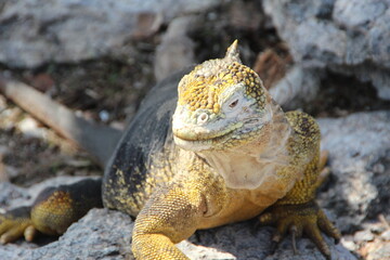 Land Iguana in the Galapagos Islands.