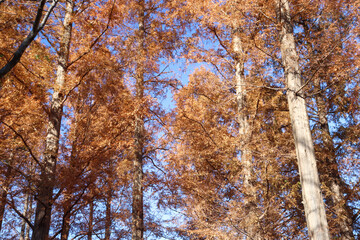 秋の風景 メタセコイヤ 紅葉 美しい 秋 紅葉 森 落ち葉 きれい