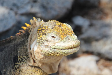 Land Iguana in the Galapagos Islands.