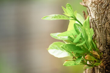 Close-up shot young of leaves in nature. Garden and Backyard.