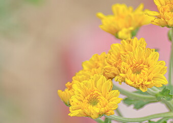 Fototapeta premium Close-up shot of yellow flower in nature. Garden and Backyard.