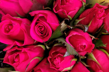 Bouquet of red roses