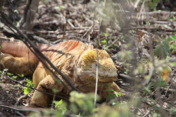 Land Iguana in the Galapagos Islands.