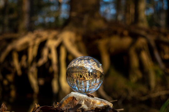 An inverted image of a tree's massive root system is visible through a lensball.