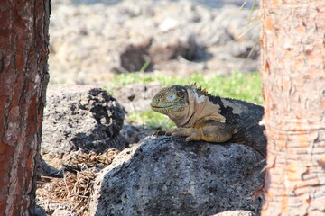 Land Iguana in the Galapagos Islands.